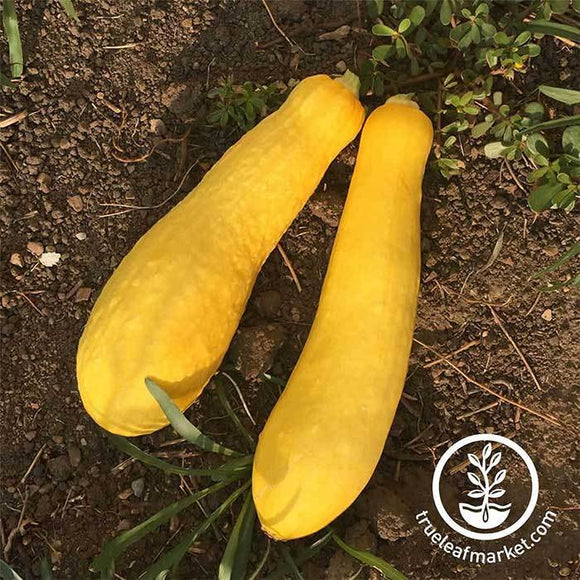 Farm Fresh Squash - Summer Yellow - Locally Grown in Ladd, Illinois - Vegetables