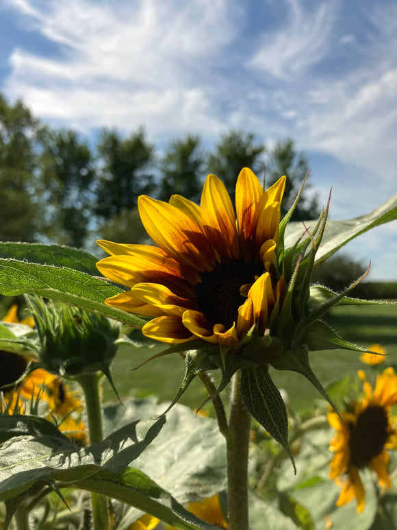 Flowers - Sunflowers - 4 stems