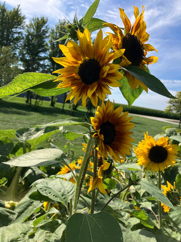 Flowers - Sunflowers - 4 stems