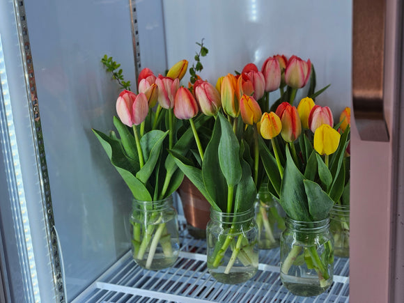 Tulips - 6 Petite Stems