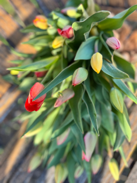 Tulips - 12 Petite Stems