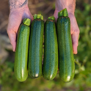 Farm Fresh Zucchini - Locally Grown in Ladd, Illinois - Best Sellers